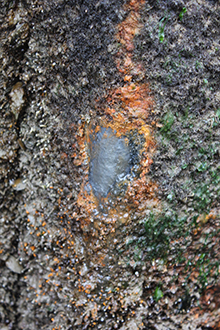 Example of ALWC at OVM prior to works